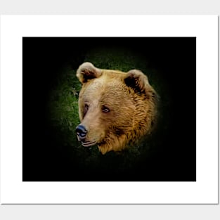 Bear portrait Posters and Art